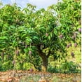 thumbnail image 5 of Irwin Mango Tree Live Plant 8-12" Tall in Pot - Sweet Mango Tree - Seeding Mango Live Plant - Tropical Fruit Tree - Outdoor Garden, 5 of 5
