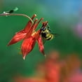 thumbnail image 2 of Fitzharris, Tim 12x12 White Modern Wood Framed Museum Art Print Titled - Bee on wild columbine-Mount Rainier-Washington, 2 of 4
