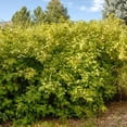 thumbnail image 2 of Tristar Plants 1 gal Yellow Twig Dogwood Live Shrub, 2 of 5