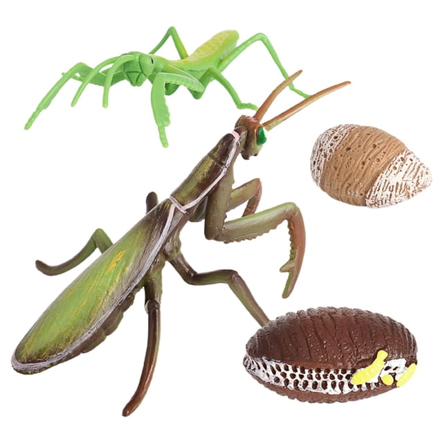 Juego de crecimiento de insectos para niños Sunnimix 1 Juego de ciclo un 4 accesorios señanza juguete educativo