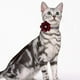 thumbnail image 3 of Collar de nailon con lazo para perro y gato con flor de geranio y cascabeles de perla., 3 of 5