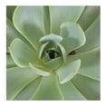thumbnail image 2 of Suculenta en maceta, 2 of 2