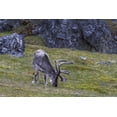thumbnail image 2 of Young, Bill 18x13 Gold Ornate Wood Framed with Double Matting Museum Art Print Titled - Norway, Prins Karls Forland Reindeer grazing, 2 of 4