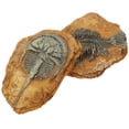 thumbnail image 4 of SHISUYAN Creative Resin Reptile Box Decor for DIY Light Brown Ornament 2Pcs, 4 of 8
