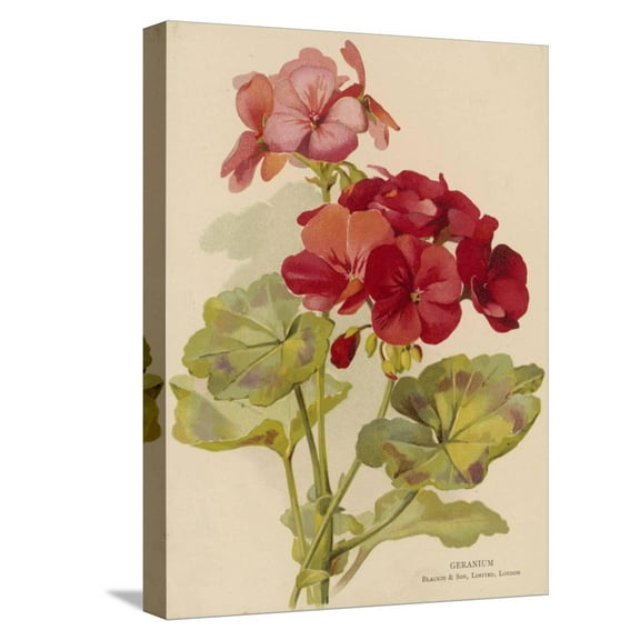 Art.com Geranium Stretched Canvas Print Wall Art, 12" x 16"
