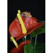 Komodo Anthurium, Artificial Plant, Green and Red, Aquarium Decor
