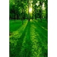 thumbnail image 2 of BSDHOME 5x7ft Photography Backdrop Low Setting Sun in Green Park Casting Long Shadows Forest Photo Background Backdrops, 2 of 4