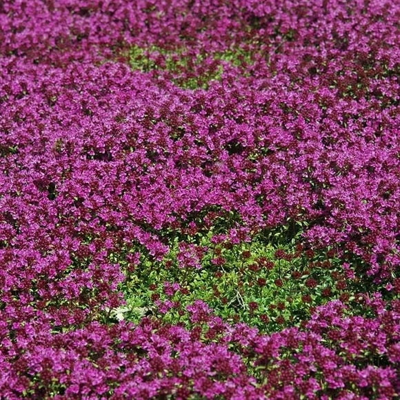 SHIQI-Creeping Thyme 200 Seeds - Thymus serpyllum - Tiny Purple Flowers - Perennial Ground Cover for Home Garden - Low Maintenance - Drought-Tolerant Perennial for Pathways & Borders | Three Mo Garde