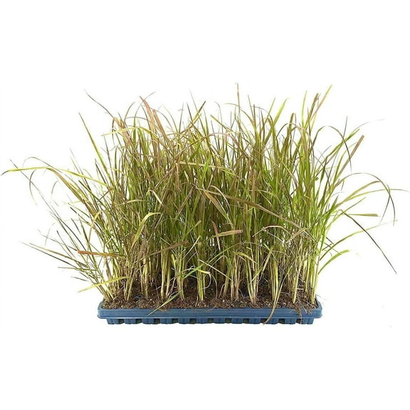 Red Fountain Grass 40 Live Plants Pennisetum Setaceum Rubrum Blooming Ornamental Grass