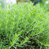 2 Tarragon Plants, Tarragon Herb Ready to Plant, Tarragon Mint for Growing Outdoor, 5 to 8 Inch