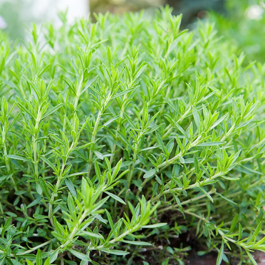 2 Tarragon Plants, Tarragon Herb Ready to Plant, Tarragon Mint for Growing Outdoor, 5 to 8 Inch