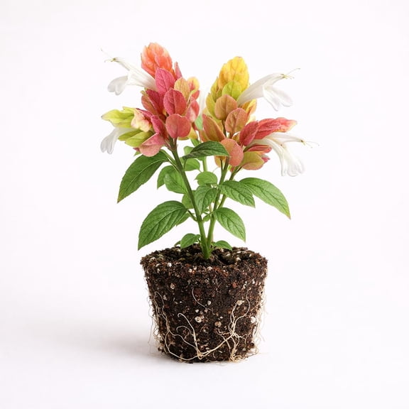 PLANT NOOK Shrimp Plant ‘Fruit Cocktail’ Live Plant Starter Plug 2-Pack | Red Orange Yellow Bracts | Tropical Blooming Plant for Patio Pots Borders Part Sun