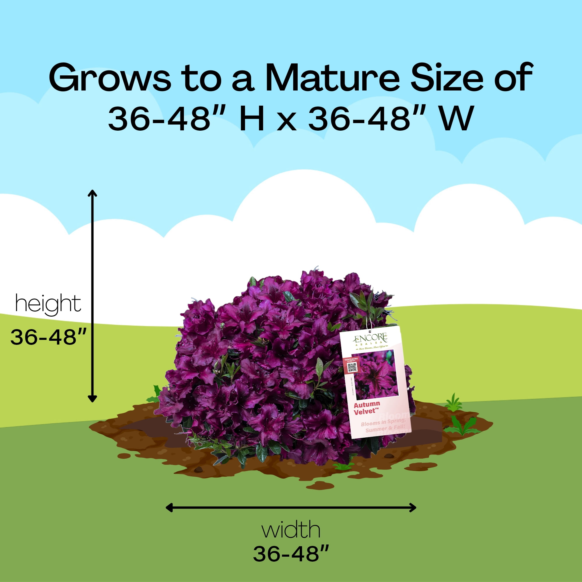 Encore Azalea Autumn Velvet Live Shrub in 1-Gallon Grower Pot