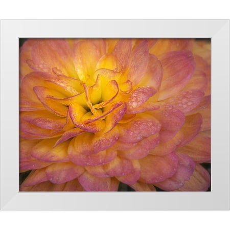 Jaynes Gallery 24×20 White Modern Wood Framed Museum Art Print Titled – New Jersey-Rio Grande Mum flower close-up