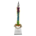 thumbnail image 1 of lionlar Colored Human Spine Model Study Model Spinal Cord for Classroom with Pelvis with with Pelvis Hanging, 1 of 9