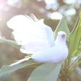 thumbnail image 3 of Paloma voladora ficticia, modelo multifuncional, pluma, pájaro, palomas blancas, decoración de boda, 3 of 5