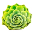 thumbnail image 4 of Almohada de peluche de 50 cm para decoración del hogar, adornos suaves para sofá Verde, 4 of 9