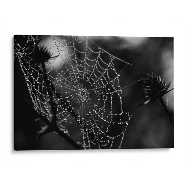 Cuadro decorativo - Spider Web, HCTR 45x30 Canvas Lab Blanco y negro, Minimalista, Fotografía,
