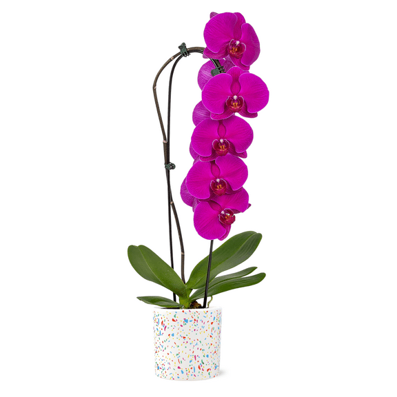 5" Live Magenta Waterfall Orchid in Terrazzo Decorative Pot – Easy-Care Indoor Orchid