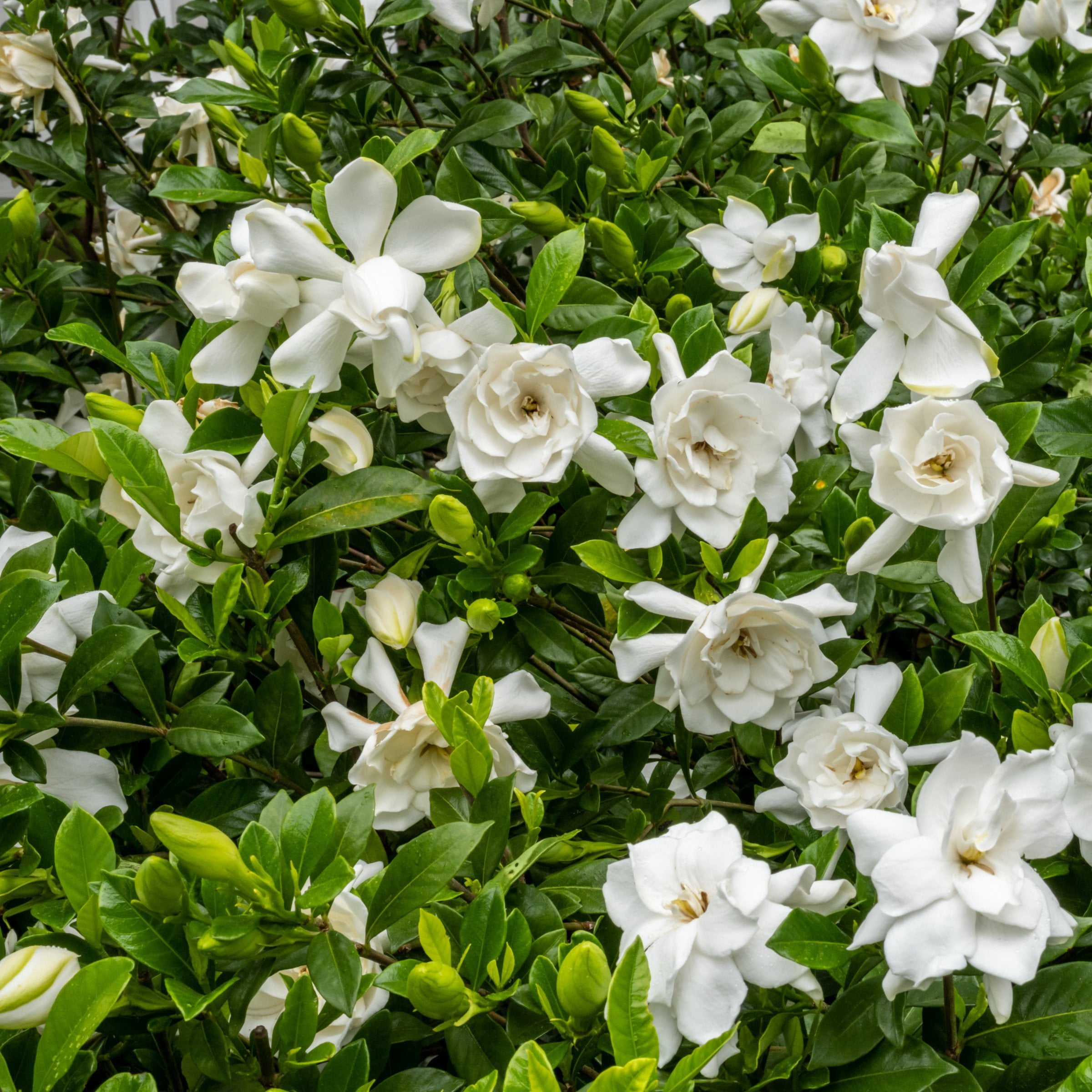 National Plant Network 4 in. Gardenia Frostproof (32-Pack)