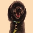 thumbnail image 4 of Pompous Orange Pet Collar Traction Rope, 1.5cm × 120cm Pet Traction Rope With Handle, 4 of 5