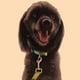 thumbnail image 4 of Una correa de perro con flecha morada para collar de mascota, cuerda de tracción para mascotas de 2 cm × 120 cm con asa Rojo Verde, 4 of 5