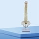 thumbnail image 4 of 3X Columna Vertebral de 45 cm con Modelo PéLvico, Modelo AnatóMico Humano de la Columna Vertebral, Modelo de Columna Vertebral + Soporte Fexible, 4 of 5