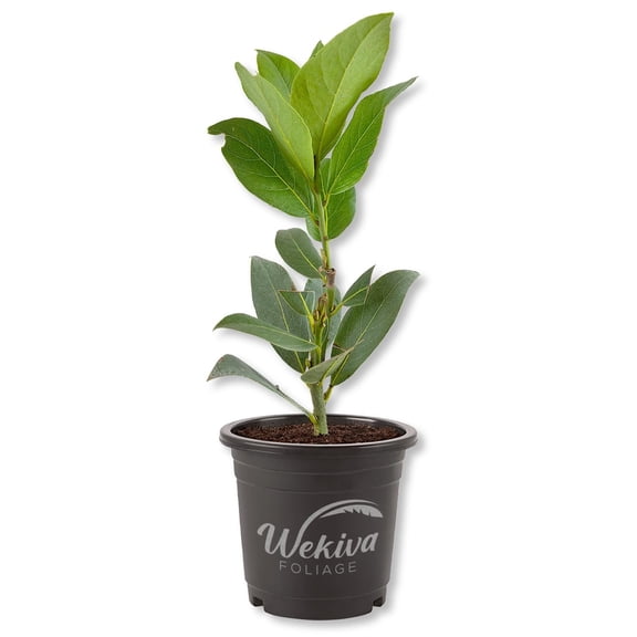 Bay Leaf Plant - Bay Laurel - 1 Live Plant in a 4 Inch Growers Pot - Laurus Nobilis - Edible Spice Tree for Patio and Garden