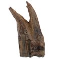 thumbnail image 1 of Muestra de material de paleontología para estudiantes de enseñanza de dientes fosilizados, 1 of 6