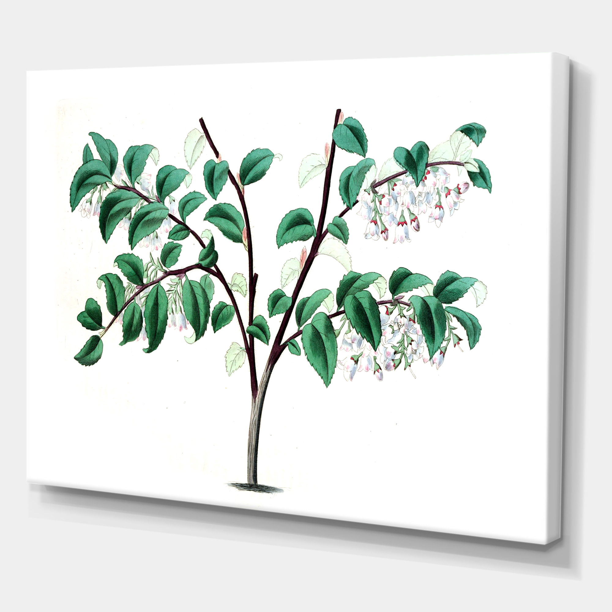 Designart ' Ancient Green Leaves Plants I ' Traditional Canvas Wall Art Print