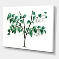 thumbnail image 3 of Designart ' Ancient Green Leaves Plants I ' Traditional Canvas Wall Art Print, 3 of 4