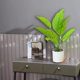 thumbnail image 4 of Planta artificial de Banyan, planta en maceta blanca, regalo perfecto para inauguración de la casa, estilo 1, 4 of 5