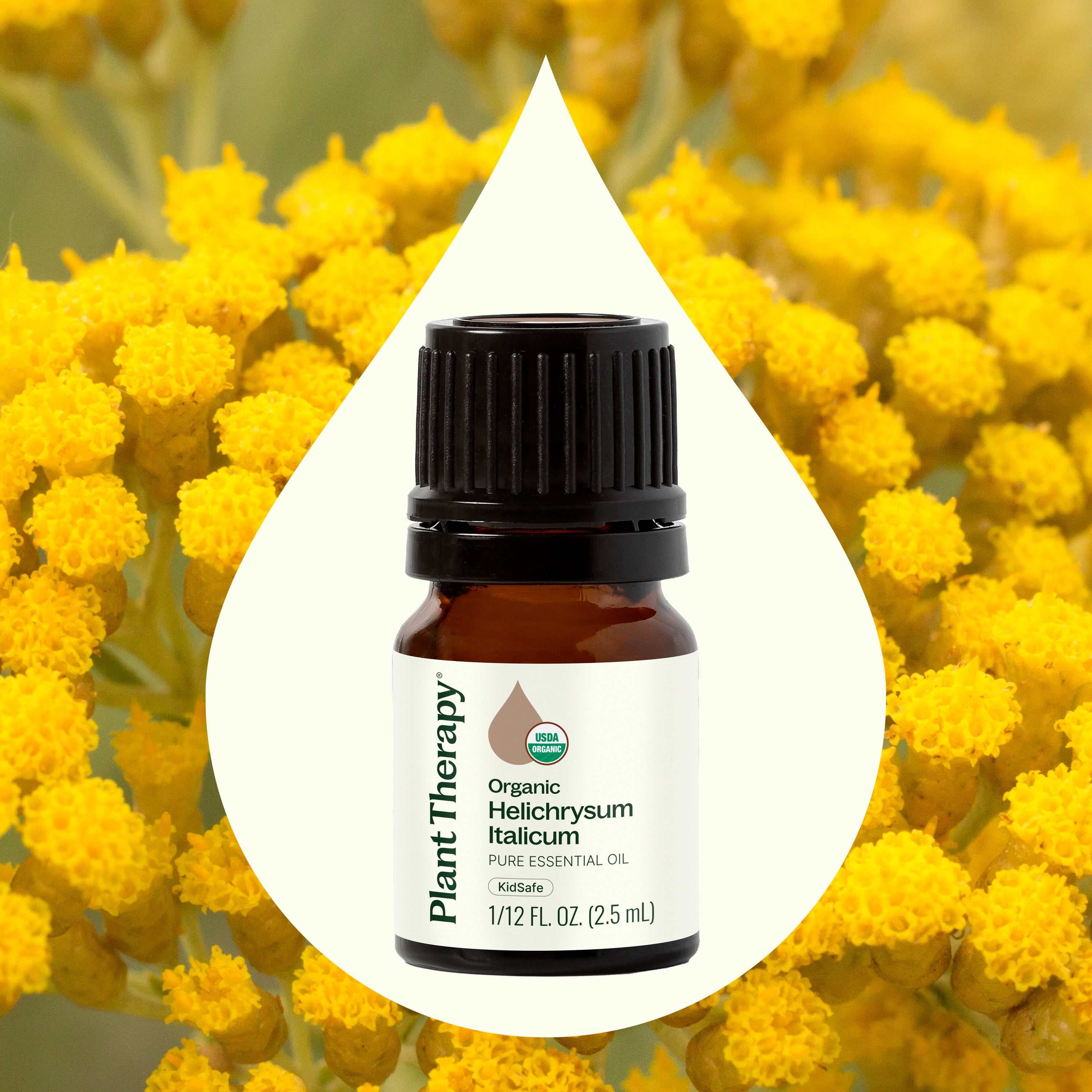 Plant Therapy Organic Helichrysum Italicum Essential Oil, 100% Pure, USDA Certified Organic, Undiluted, 2.5 mL (1/12 oz)