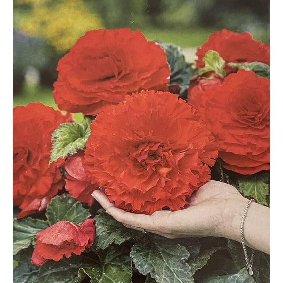 Crispa Red Dinner Plate Begonia - 2 Bulbs 5/6cm - Double Red Blooms