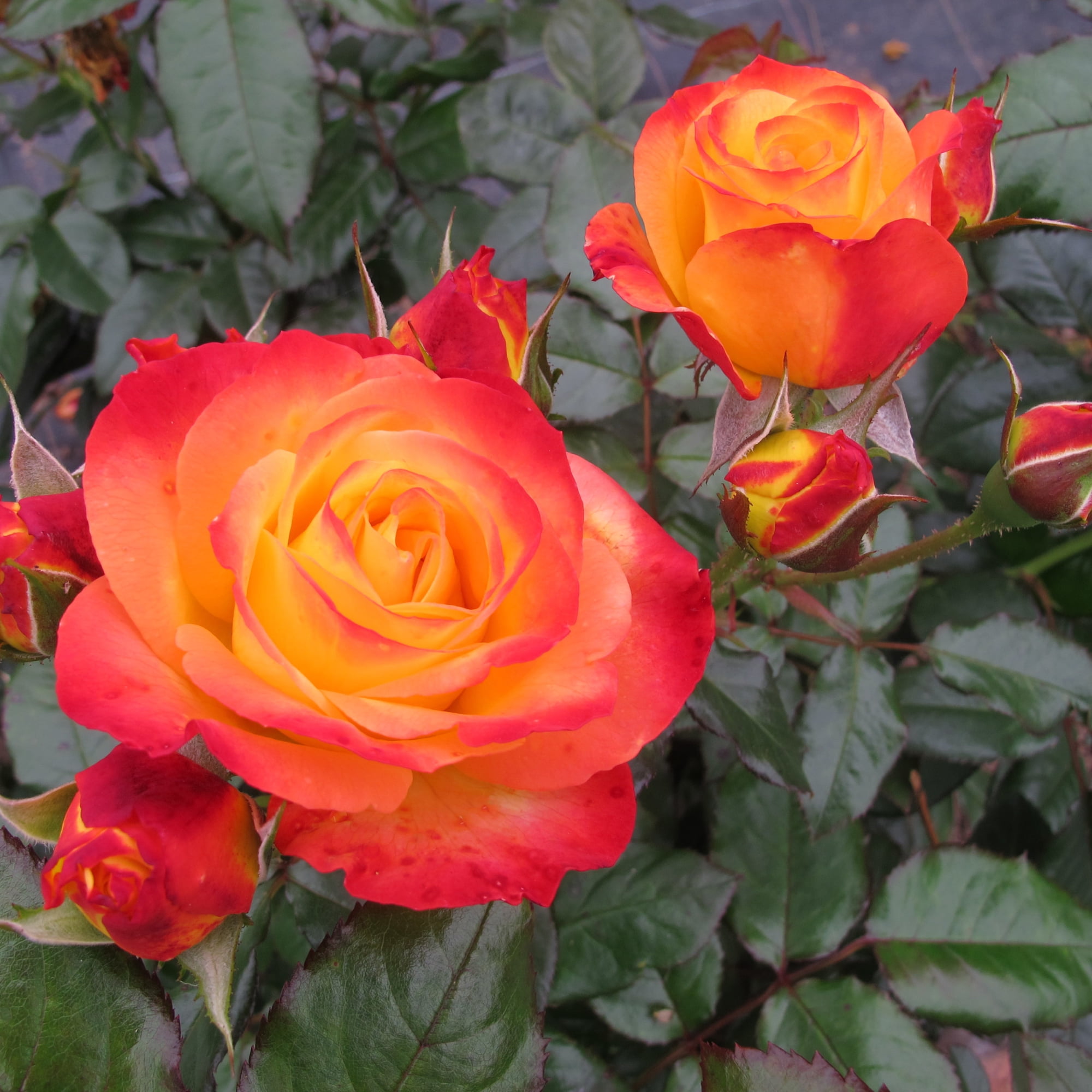 Proven Winners ColorChoice 6" Multicolor Oso Easy En Fuego Rose Live Plant in 7.5" Pot