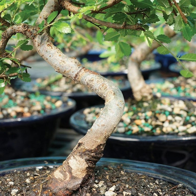 Brussel's Chinese Elm Bonsai - Small - (Outdoor) Brussel's Chinese Elm Bonsai - Small - (Outdoor)