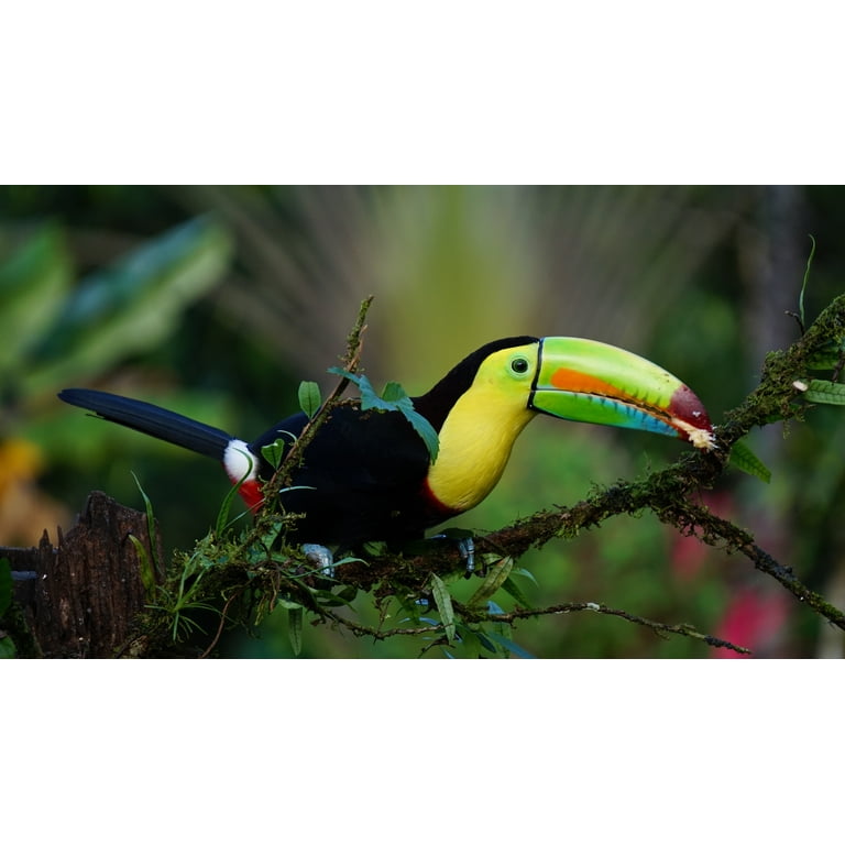 Drip Coffee Maker with a Toucan from Costa Rica, 'Toucan Make Coffee