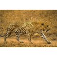 thumbnail image 1 of Male Leopard Poster Print by John Pitcher, 34 x 22 - Large, 1 of 1