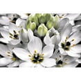 thumbnail image 3 of Frates, Dennis 24x17 Black Modern Framed Museum Art Print Titled - Blooming Stars, 3 of 5