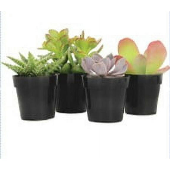 Element Live Plant Assorted Succulent in 3in Pot