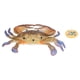 thumbnail image 5 of Animal Cangrejo Animal Marino Modelo Figura Océano Modelo Juguete Educativo Animal Juguetes Para Niños, 5 of 7