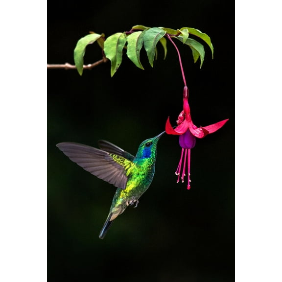 Art.com Green Violetear (Colibri Thalassinus) Feeding on a Flower, Savegre, Costa Rica Photographic Print, 12" x 18"