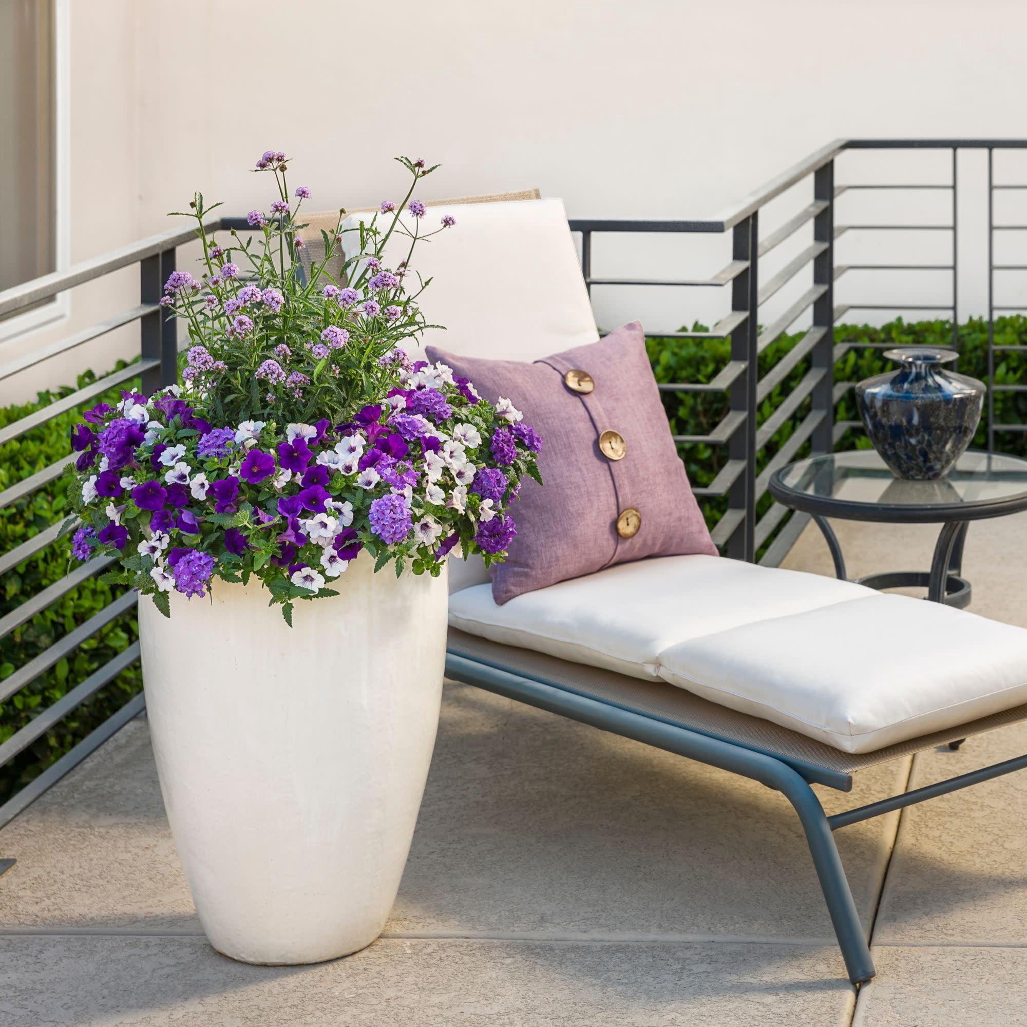 Proven Winners 4" Purple Superbena Violet Ice Verbena Live Plant in 4.25" Pot (4 Count)