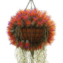 Air Plant Live Houseplant, Tillandsia Air Plants, Set 10, Easy Care, 2 - 3 Inc Long, Colorful Air Plants for Home and Office Decoration