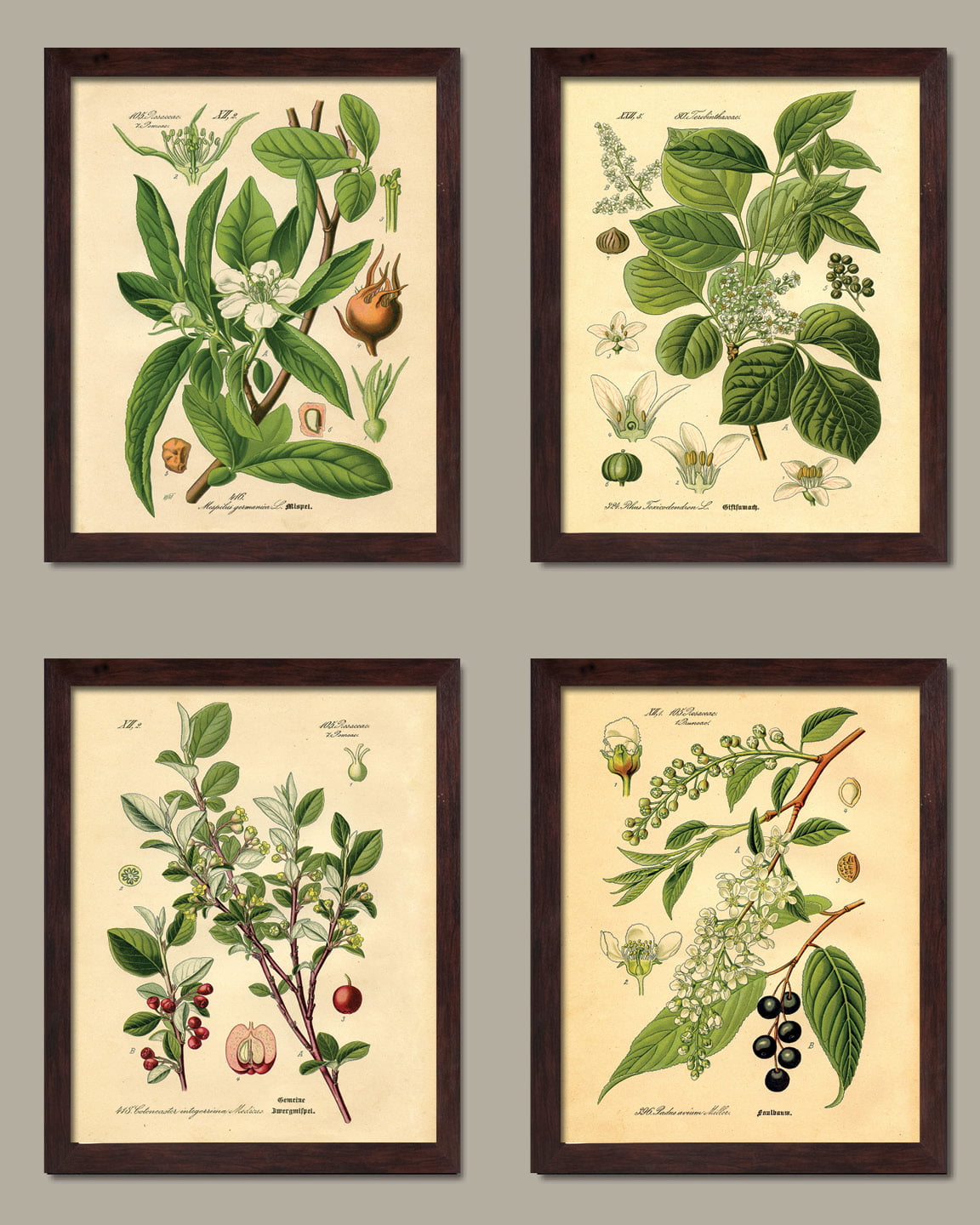 Popular Old-Fashioned Plant Botanical Prints; Four Brown ...