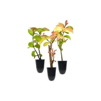 Catawba Crape Myrtle Rich Purple Blooms  10 Live Plants  Drought & Heat Tolerant, Ideal for Year-Round Garden Beauty