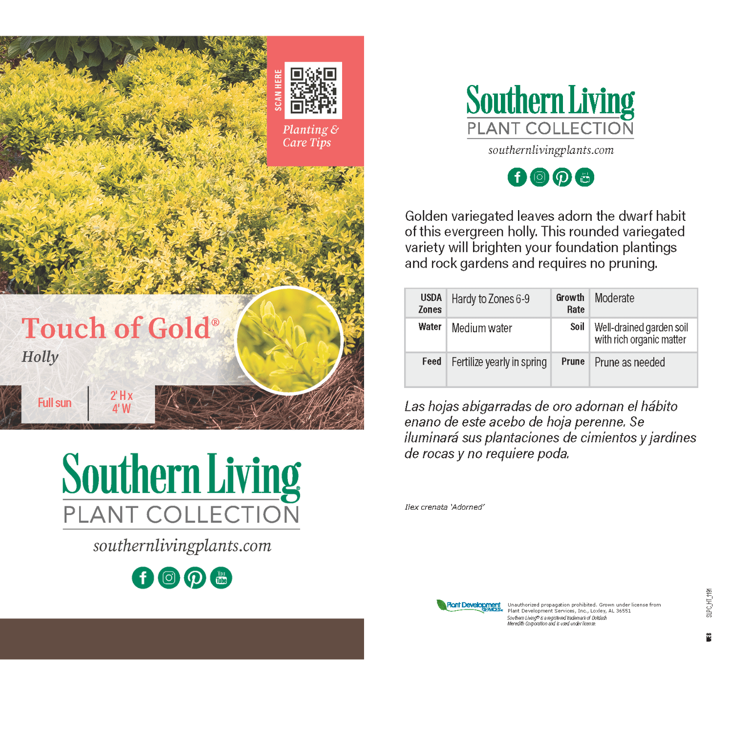 Southern Living Touch Of Gold Holly Live Shrub in 1.5-Gallon Grower Pot