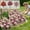 Hot Pink, variant on Artificial Fake Flowers for Outdoors Spring Decoration Faux Flowers Plants for Outdoor Planters UV Resistant Silk Realistic Flowers for Outside Home Garden Front Porch Patio Décor