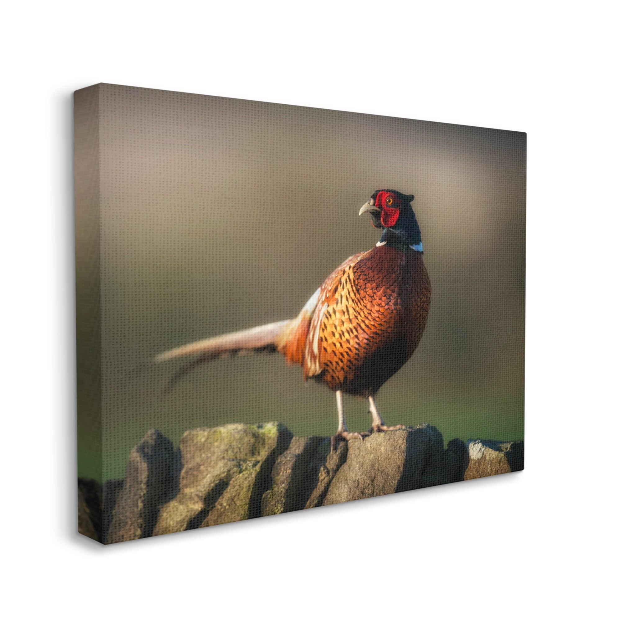 Stupell Industries Illuminated Pheasant Bird Standing Woodland Nature Scenery Photograph Gallery Wrapped Canvas Print Wall Art, Design by James Dobson