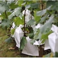 thumbnail image 5 of 100 piezas de uvas de jardín Bolsa de protección de frutas Bosque de frutas Lecho de verduras Bolsa de malla de control de plagas de flores Bolsa de barrera de red de aislamiento de insectos (200 * 300 mm, blanco) Excelente Rendimiento ER012482WZ, 5 of 5